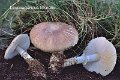 Leucoagaricus littoralis -amf000SYN